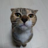 雑種