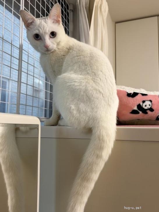 猫の里親募集】埼玉県・雑種・しっぽがうっすらクリームトラ柄の白猫