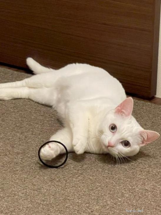猫の里親募集】埼玉県・雑種・しっぽがうっすらクリームトラ柄の白猫