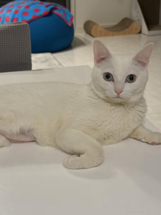 猫の里親募集】埼玉県・雑種・しっぽがうっすらクリームトラ柄の白猫