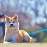 秋田犬