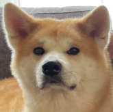 秋田犬