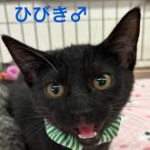 雑種