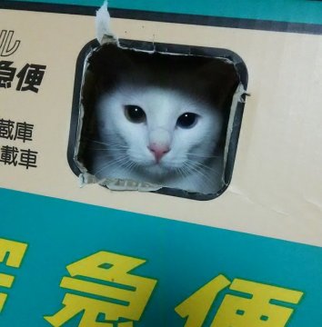 千葉 保護 猫 千葉市：新しい飼い主さんを待っている動物たちの情報（猫）