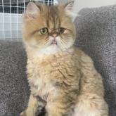 ペルシャ