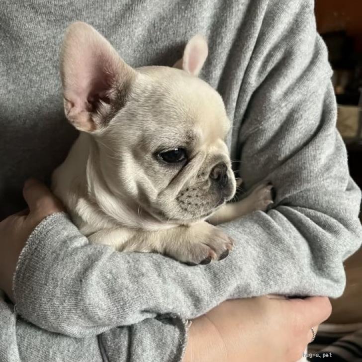 犬の里親募集】大阪府・フレンチブルドッグ・フレブルの男の子です（ID