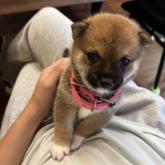 柴犬