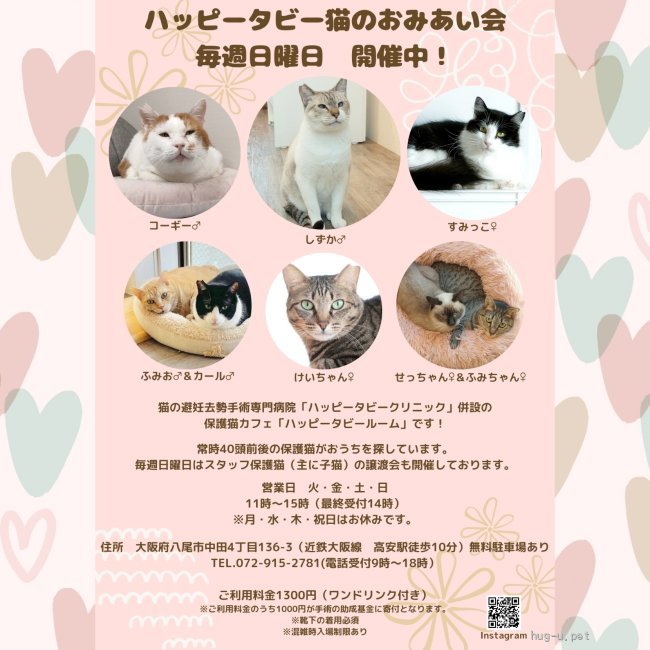 猫の里親募集】大阪府・雑種・動物病院の保護猫・大きな耳がかわいい