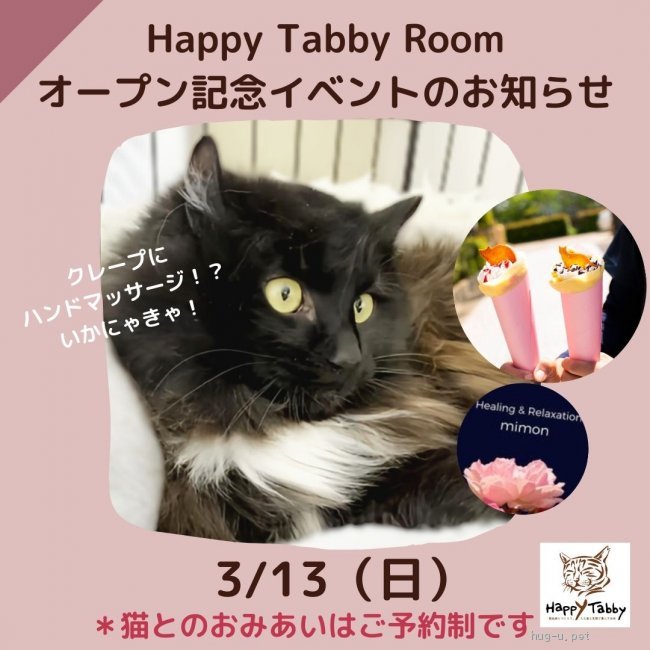 譲渡会 ハッピータビー猫のおみあい会 猫カフェオープン記念イベント 大阪府 ハグー みんなのペット里親情報