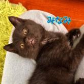 雑種