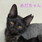 雑種