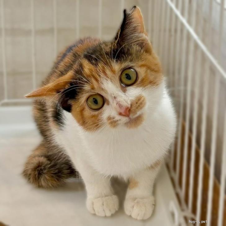 猫の里親募集】大阪府・雑種・動物病院の保護猫・とっても美人なだ