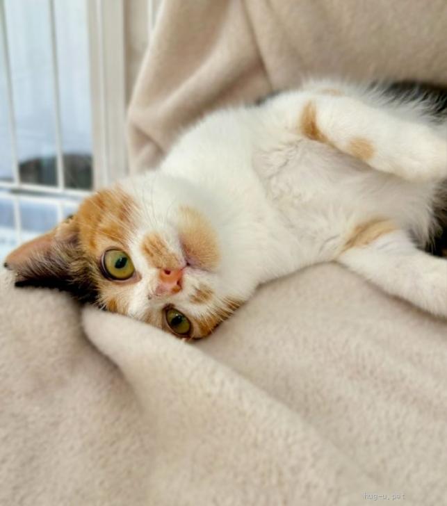 猫の里親募集】大阪府・雑種・動物病院の保護猫・とっても美人なだ