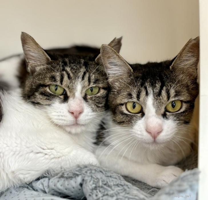 猫の里親募集】大阪府・雑種・動物病院の保護猫・とっても美人なちひろ