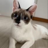 雑種