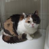 ブリティッシュショートヘア