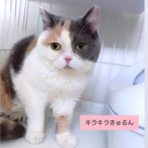 ブリティッシュショートヘア