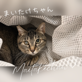 雑種