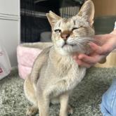 シンガプーラ