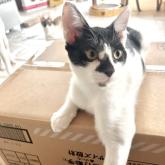 雑種