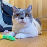 ブリティッシュショートヘア