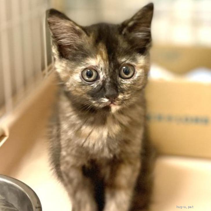 猫の里親募集】静岡県・雑種・おてんば♡たくさん遊びたい！可愛いミミ