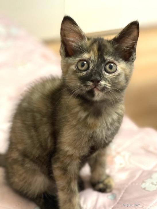 猫の里親募集】静岡県・雑種・おてんば♡たくさん遊びたい！可愛いミミ