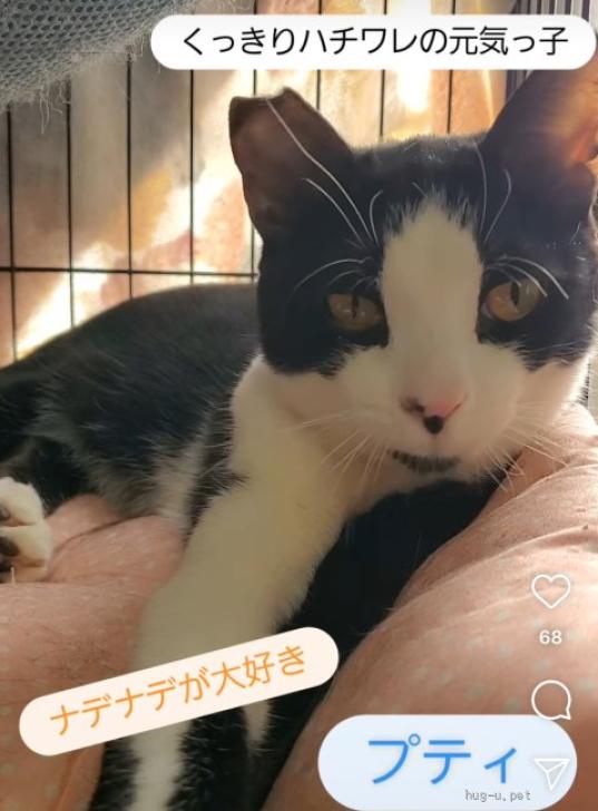ヒマラヤン♥ポチャちゃんッ♥生後6ヶ月♥里親様募集(=^・・^