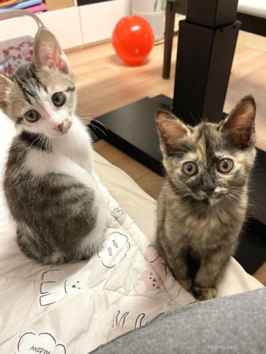 猫の里親募集】静岡県・雑種・おてんば♡たくさん遊びたい！可愛いミミ