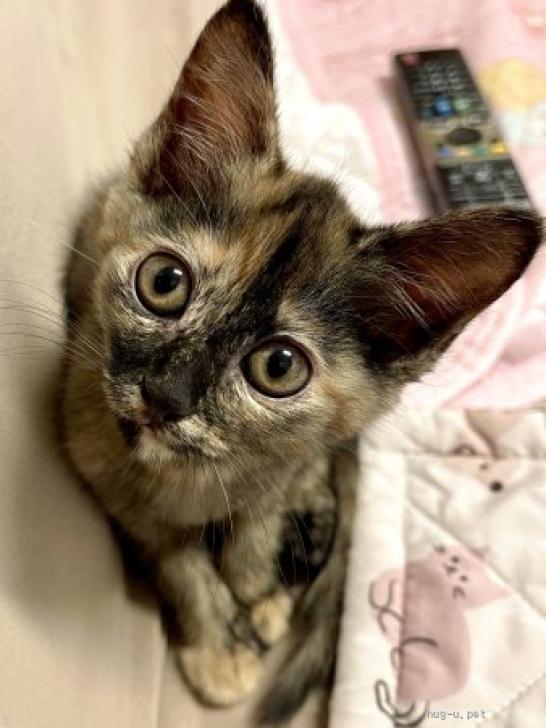 猫の里親募集】静岡県・雑種・おてんば♡たくさん遊びたい！可愛いミミ