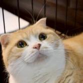 スコティッシュフォールド