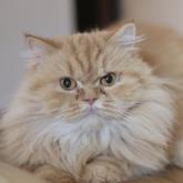 スコティッシュフォールド