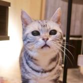 アメリカンショートヘア