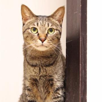 猫の里親募集】大阪府・ヒマラヤン・豪華なヒマラヤン女の子（ID:2401
