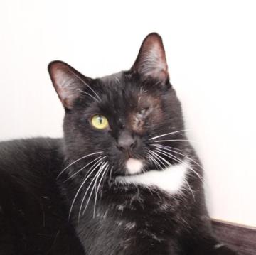 猫の里親募集】大阪府・雑種・エメラルドグリーンの瞳に吸い込まれそう