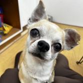 チワワ(スムース)