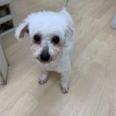 ビションフリーゼ