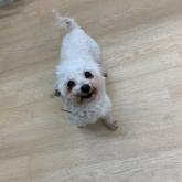 ビションフリーゼ