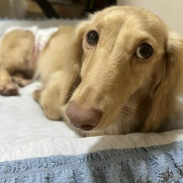だっくす 犬 × ミニチュアダックスフンド(ロング)の里親募集一覧｜ハグー