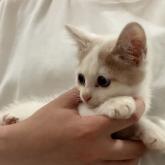 雑種