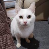 雑種