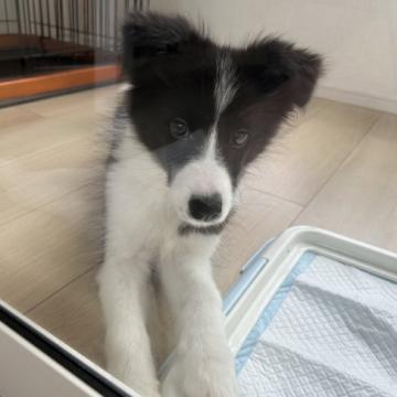 Collie専用購入ページ Collie Dog Figurine Castagna 1988 Seated Resin Collectible Italy