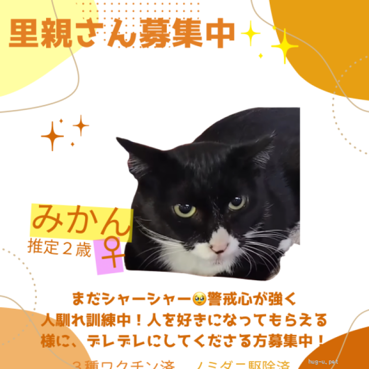 猫の里親募集】埼玉県・ハチワレ・まだシャーシャー！ママ猫みかん