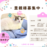 雑種