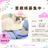 雑種
