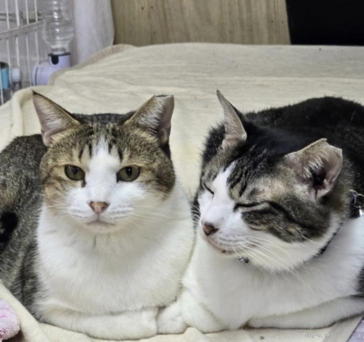 猫の里親募集】埼玉県・キジ白・いつもニャーニャー鳴いてる🤭おっとり