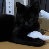 雑種
