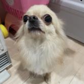 チワワ(ロング)