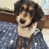 雑種