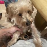 ヨークシャーテリア